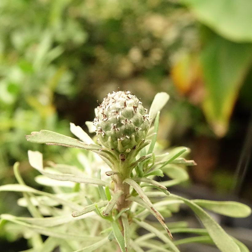 Leucadendron galpinii Purple Haze (Flowering)
