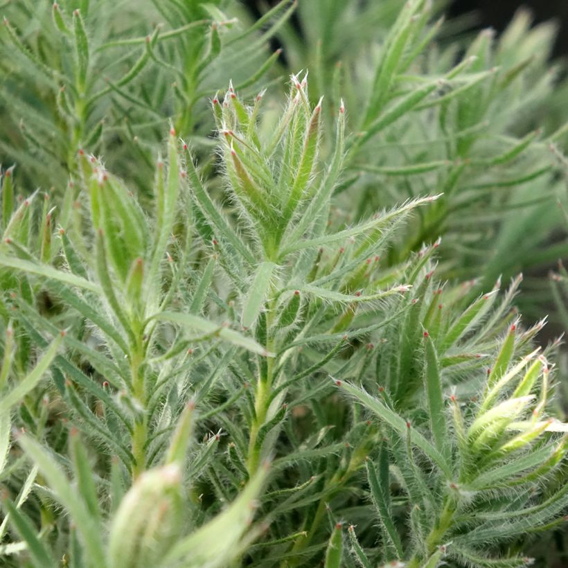 Leucadendron Jubilee Crown  (Foliage)