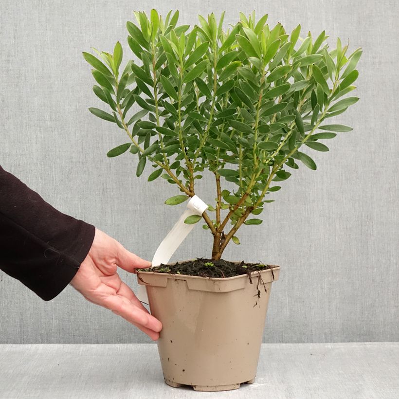Spécimen de Leucadendron Safari Goldstrike Pot de 3L/4L tel que livré en automne
