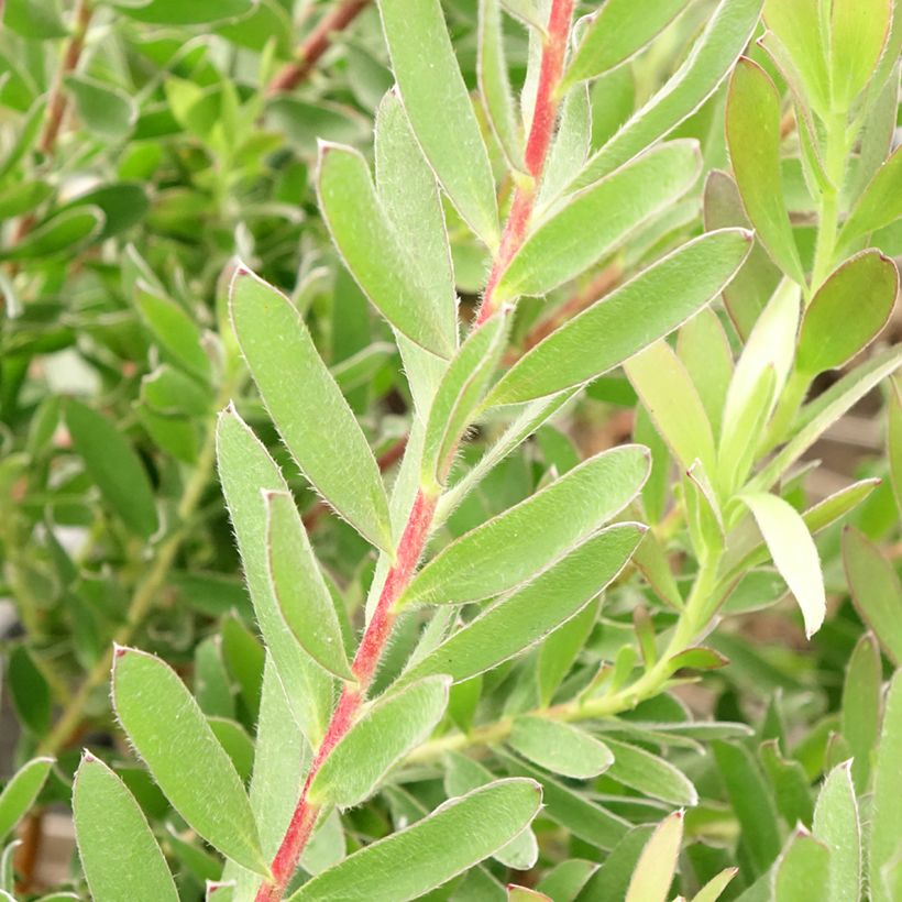 Leucadendron Safari Sunset (Foliage)