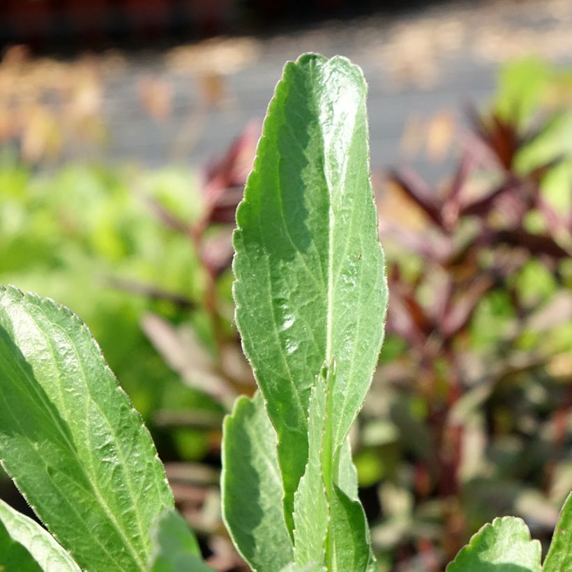Leucanthemum Polaris - Marguerite d'été (Foliage)