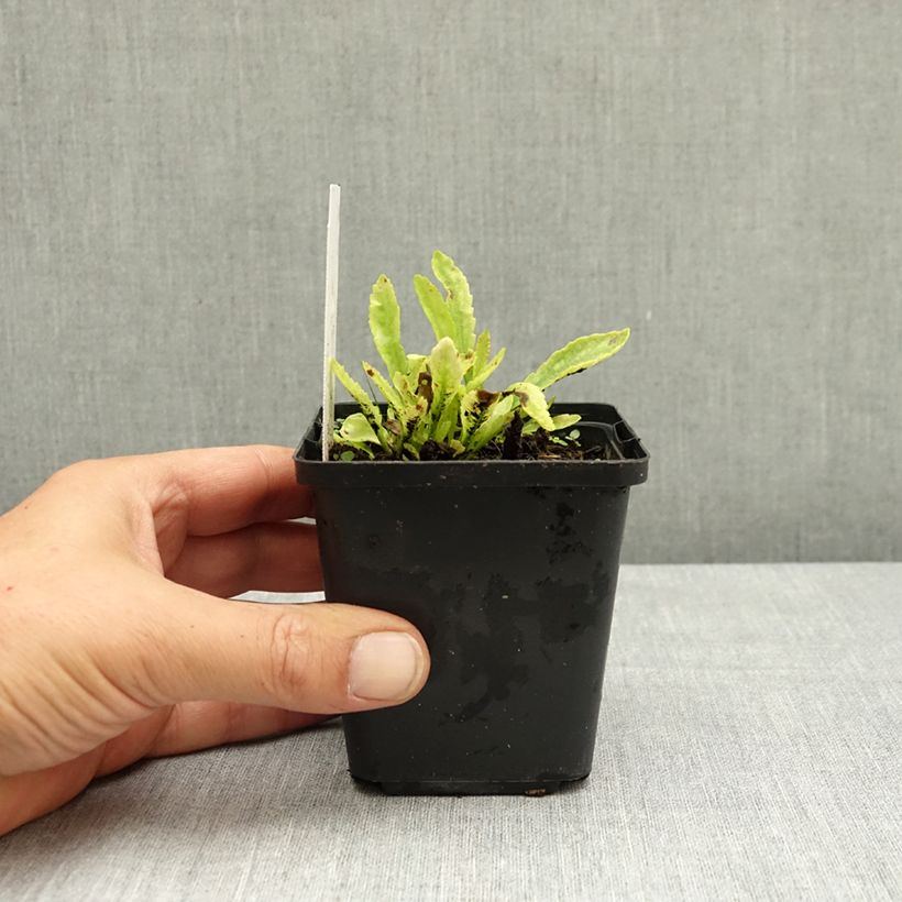 Spécimen de Leucanthemum Snow Lady - Grande Marguerite naine Godet de 8/9 cm tel que livré en été
