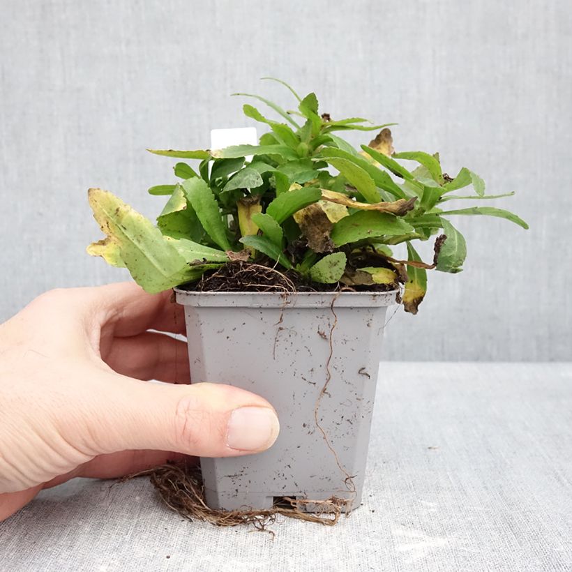 Example of Leucanthemum Snow Lady - Grande Marguerite naine Godet de 8/9 cm as you get in hiver