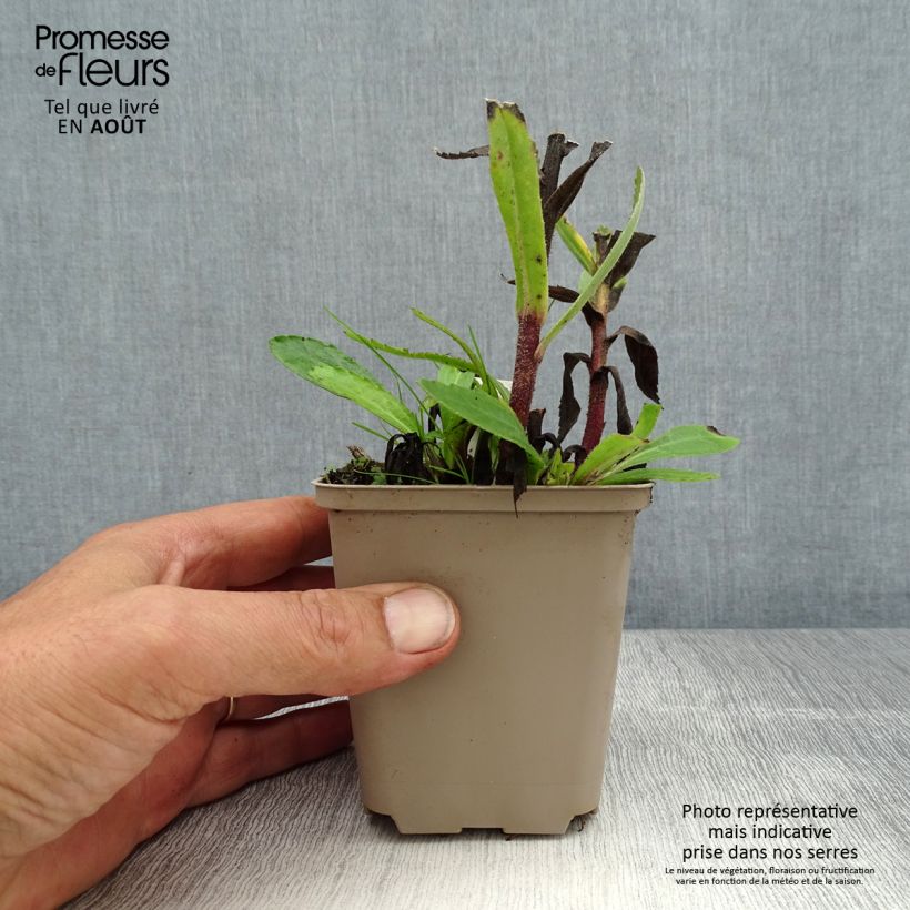 Spécimen de Leucanthemum superbum Luna - Grande marguerite Godet de 8/9 cm tel que livré en été