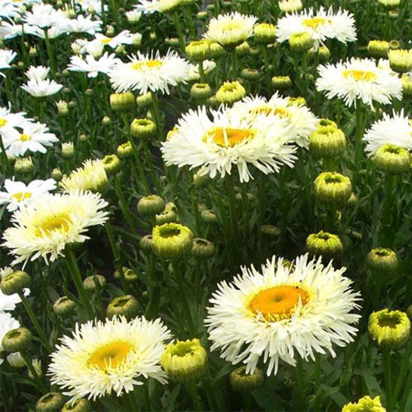 Leucanthemum superbum Real Galaxy - Grande marguerite (Flowering)
