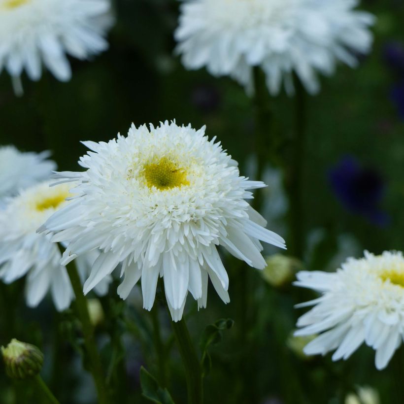 Leucanthemum superbum Wirral Supreme - Grande Marguerite (Flowering)