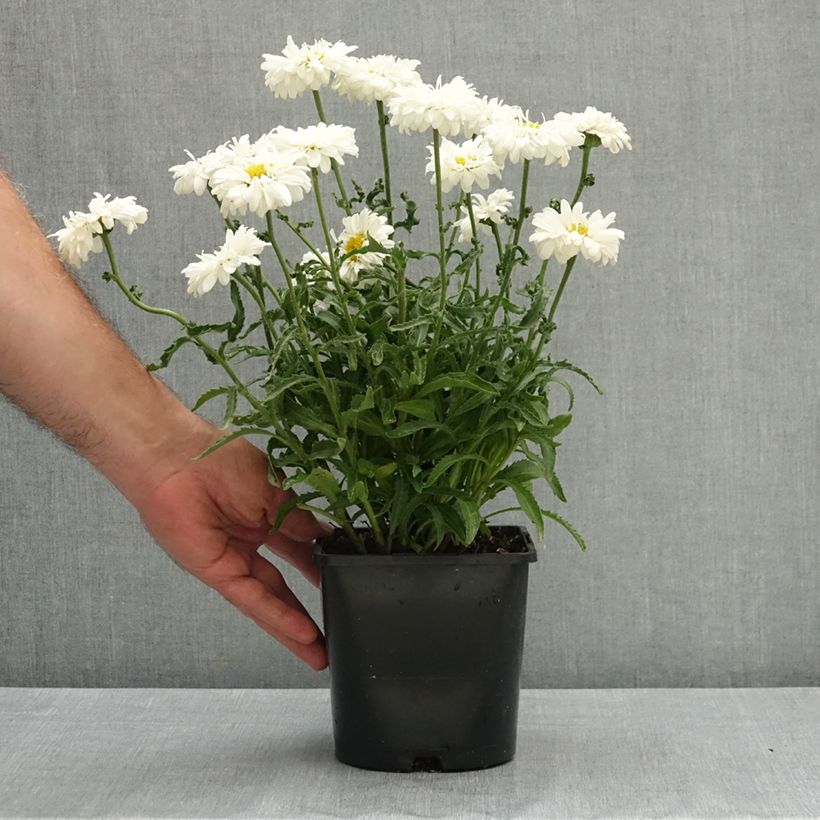 Spécimen de Leucanthemum Victorian Secret - Marguerite à fleurs doubles Pot de 2L/3L tel que livré en été