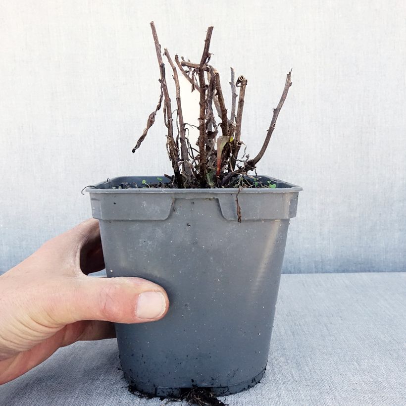 Example of Leucanthemum Victorian Secret - Marguerite à fleurs doubles Pot de 2L/3L as you get in printemps