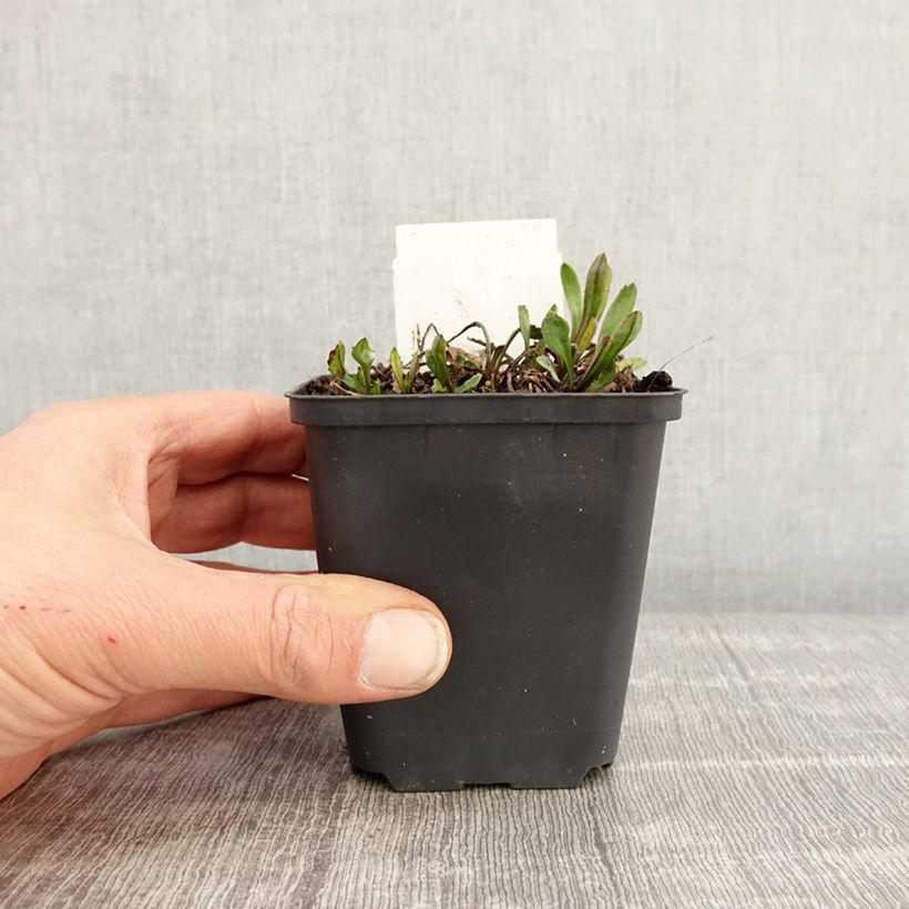 Example of Leucanthemum x superbum Brightside - Grande marguerite Godet de 8/9 cm as you get in printemps