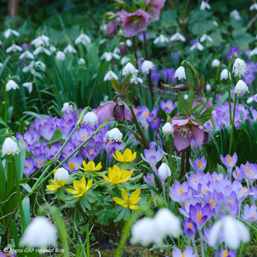 Nivéole de printemps - Leucojum vernum (Plant habit)