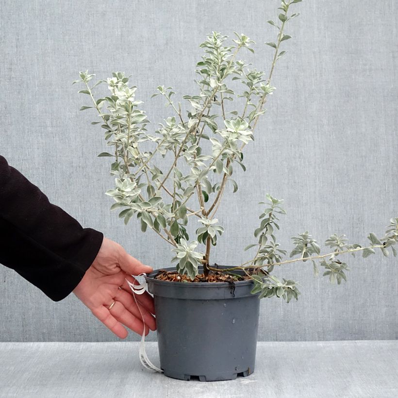 Spécimen de Leucophyllum frutescens - Sauge du désert Pot de 3L/4L tel que livré en automne