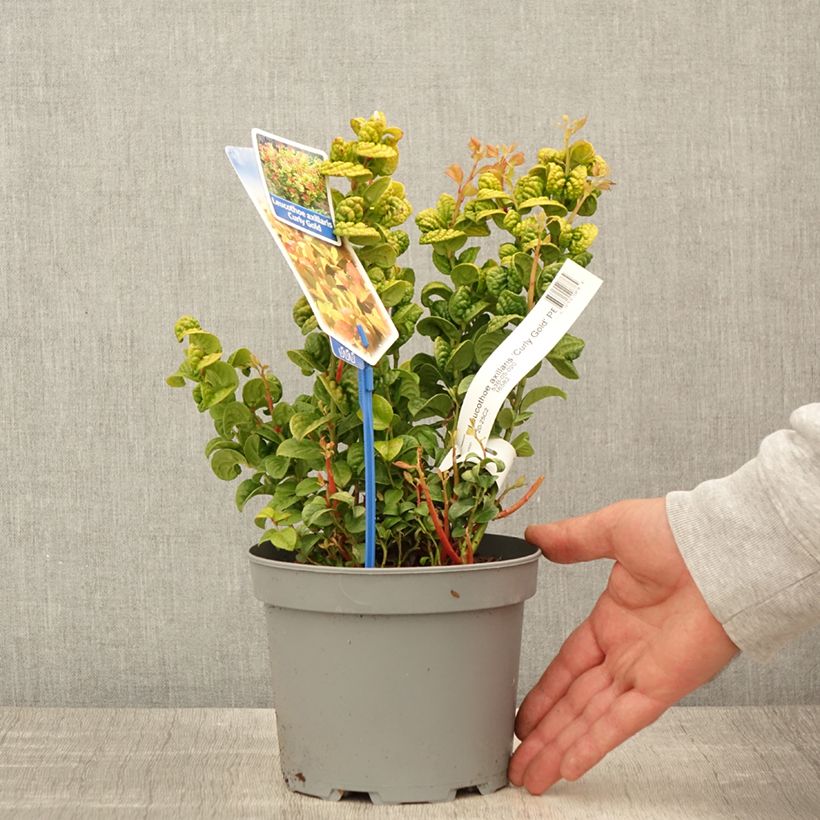 Example of Leucothoe axillaris Curly Gold Pot de 2L/3L as you get in printemps