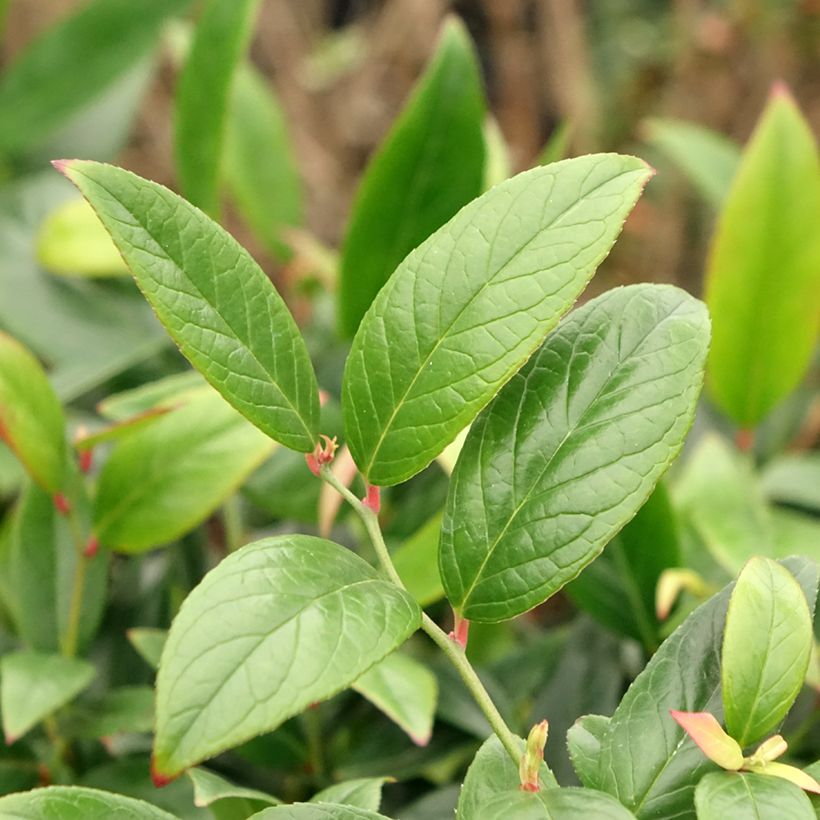 Leucothoe axillaris Red Lips - Leucothoé  (Foliage)
