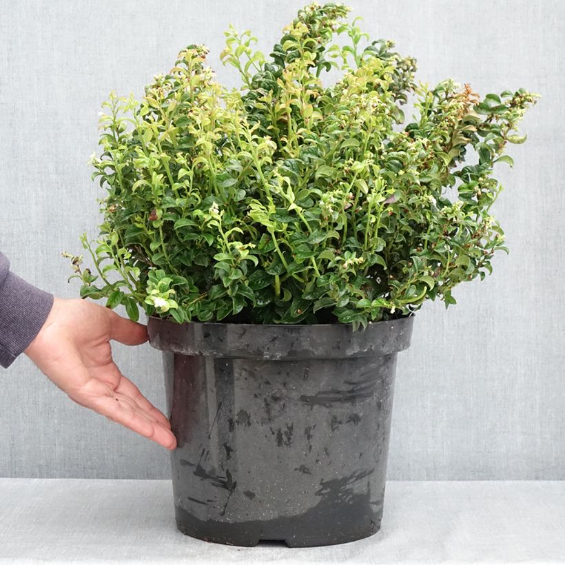 Spécimen de Leucothoe axillaris Twisting Red Pot de 7,5L/10L tel que livré au printemps