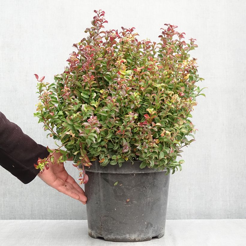 Spécimen de Leucothoe axillaris Twisting Red Pot de 7,5L/10L tel que livré en automne