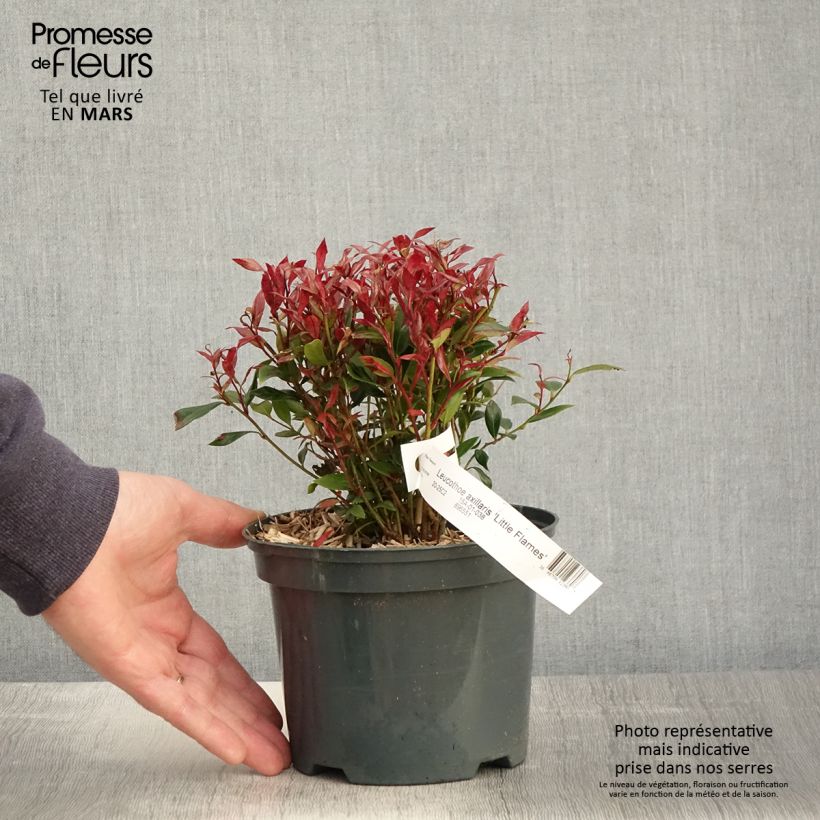 Example of Leucothoe fontanesiana Little Flames Pot de 2L/3L as you get in printemps