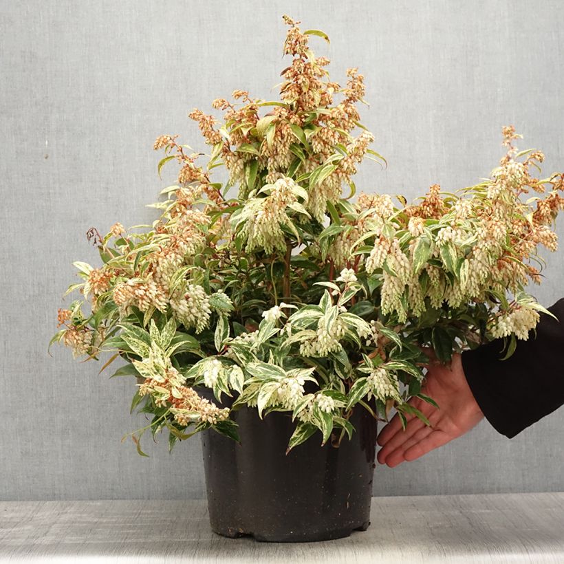 Example of Leucothoe fontanesiana Makijaz Pot de 7,5L/10L as you get in printemps