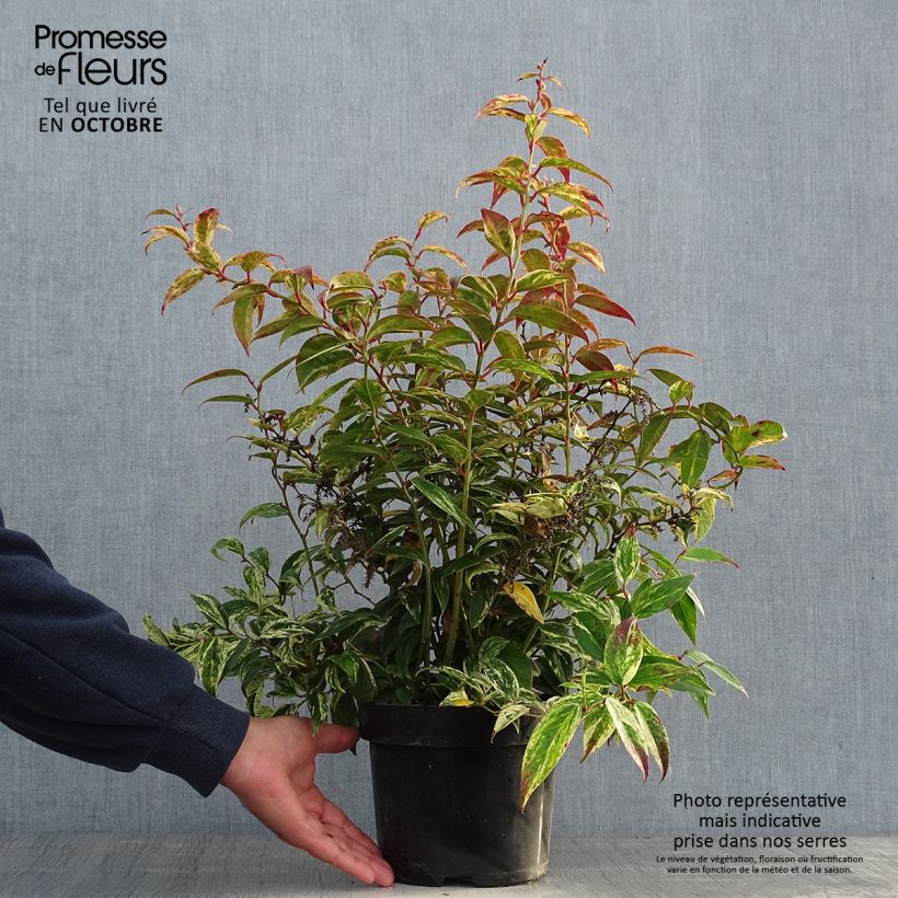 Spécimen de Leucothoe fontanesiana Makijaz Pot de 3L/4L tel que livré en automne