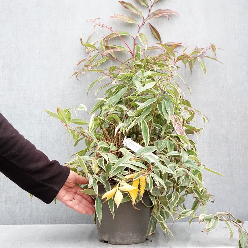 Spécimen de Leucothoe fontanesiana Whitewater Pot de 4L/5L tel que livré en automne