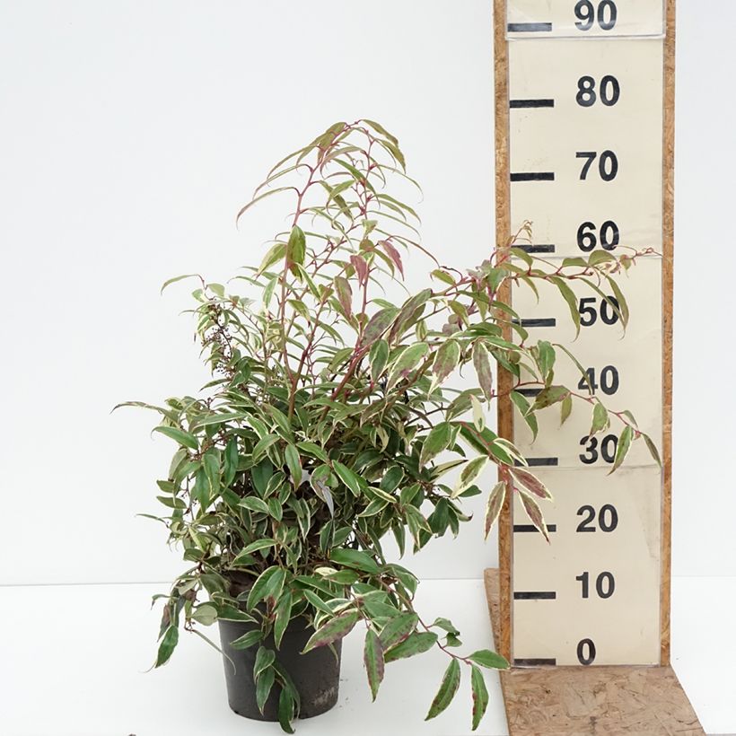 Example of Leucothoe fontanesiana Whitewater Pot de 4L/5L as you get in hiver