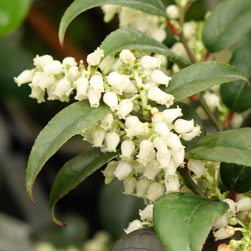 Leucothoe fontesiana Dark Diamond  (Flowering)