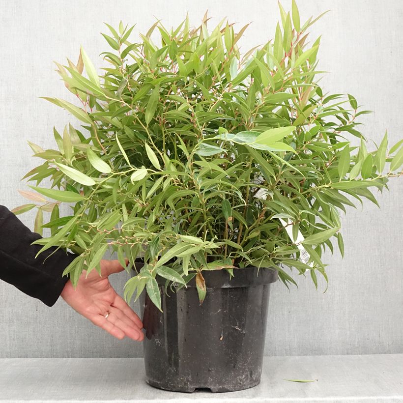 Spécimen de Leucothoe keiskei Burning Love Pot de 7,5L/10L tel que livré en automne