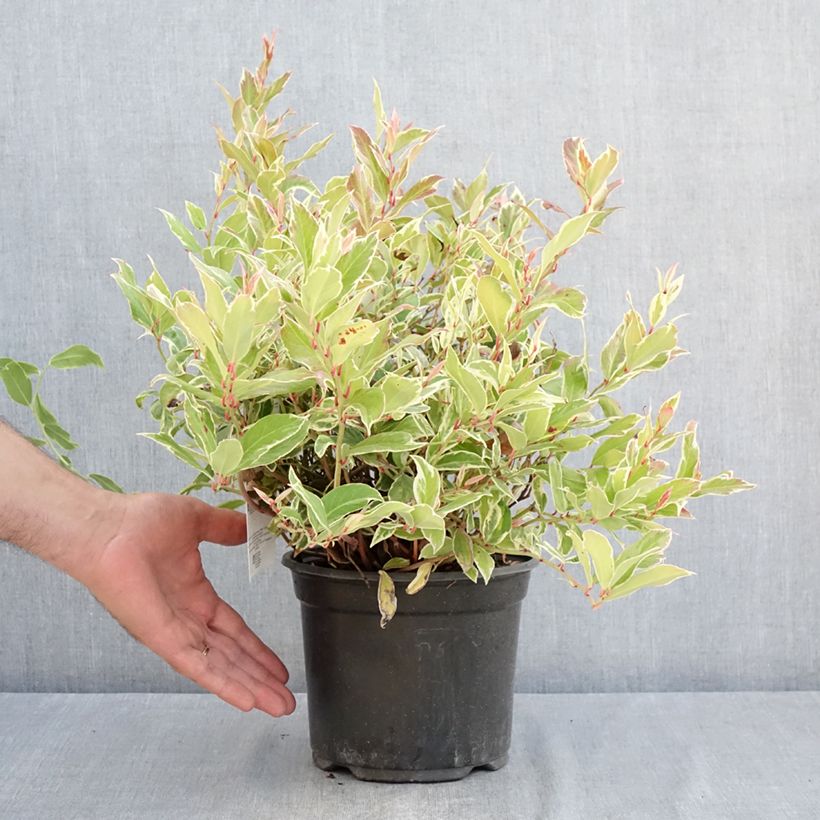 Spécimen de Leucothoe walteri Firestar Pot de 2L/3L tel que livré en été