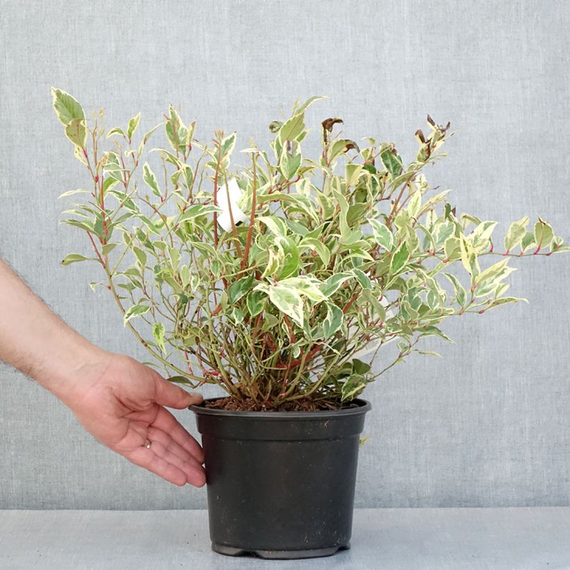 Example of Leucothoe walteri Firestar Pot de 2L/3L as you get in printemps