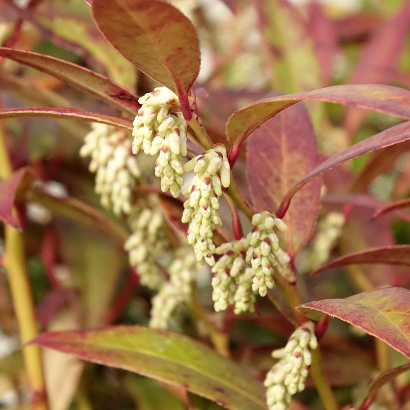 Leucothoe walteri Royal Ruby (Floraison)