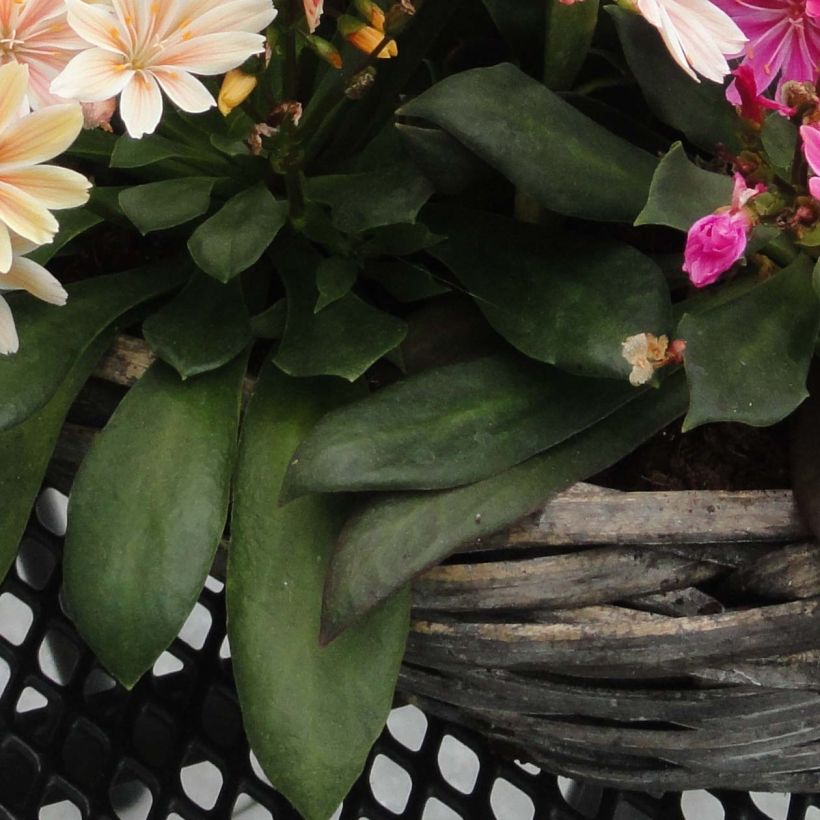 Lewisia cotyledon Elise en mélange (Foliage)