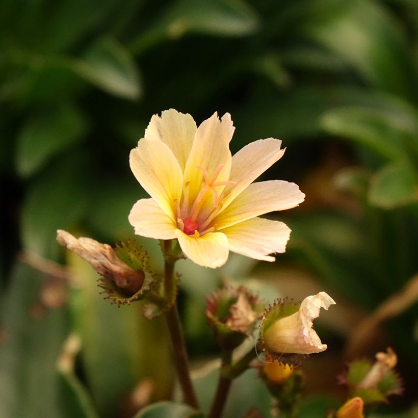 Lewisia Little Peach (Floraison)