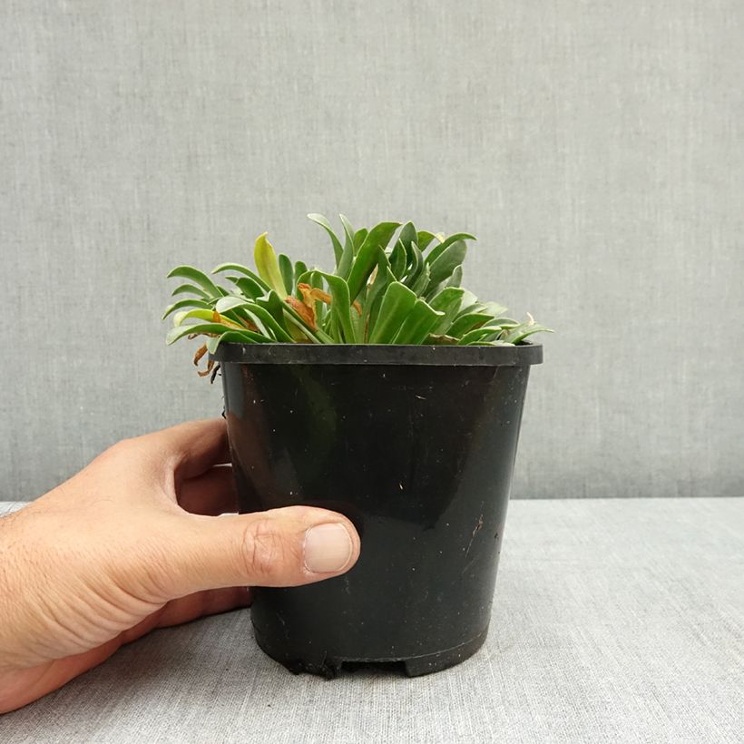 Spécimen de Lewisia Little Peach Pot de 1,5L/2L tel que livré en été