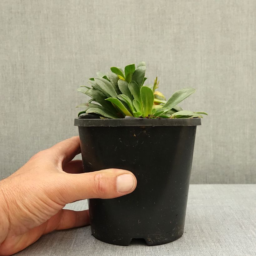 Spécimen de Lewisia Little Raspberry Pot de 1,5L/2L tel que livré au printemps