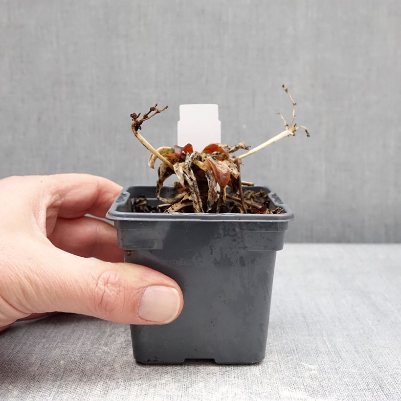 Example of Lewisia Safira Tropic Pink Godet de 8/9 cm as you get in hiver