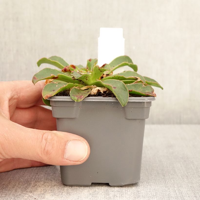 Spécimen de Lewisia Safira Tropic Pink Godet de 8/9 cm tel que livré au printemps