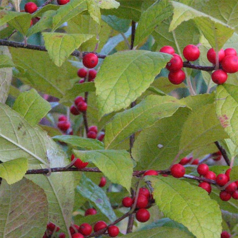 Ilex verticillata - Houx verticillé (Foliage)