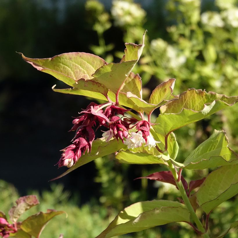 Leycesteria formosa Little Lanterns - Arbre aux faisans (Floraison)