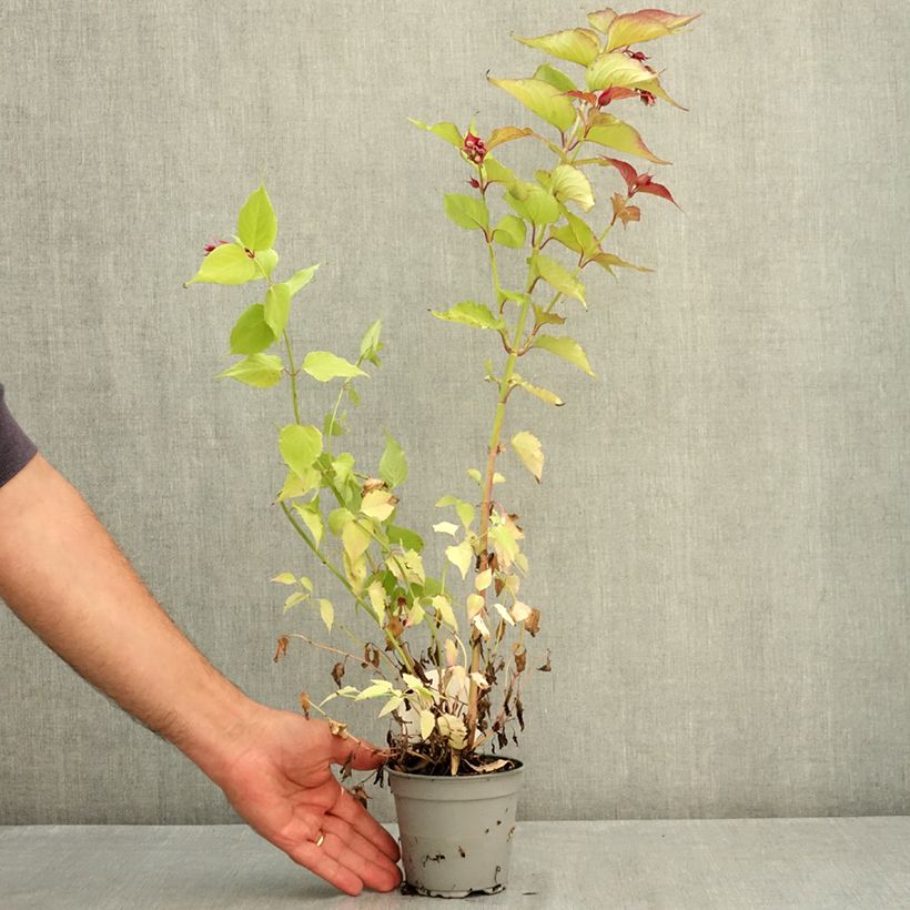 Spécimen de Leycesteria formosa Little Lanterns - Arbre aux faisans Pot de 12 cm / 13 cm tel que livré en été