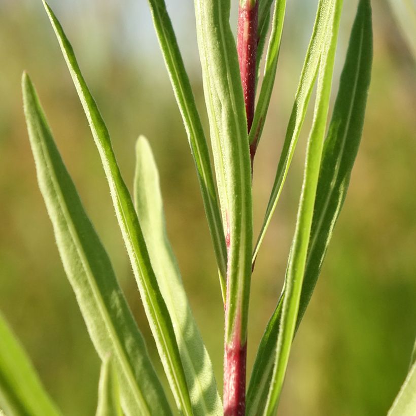 Liatris ligulistylis, Plume du Kansas (Foliage)