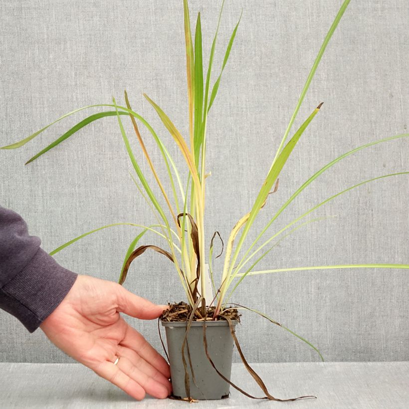 Spécimen de Liatris pycnostachya Godet de 8/9 cm tel que livré en automne