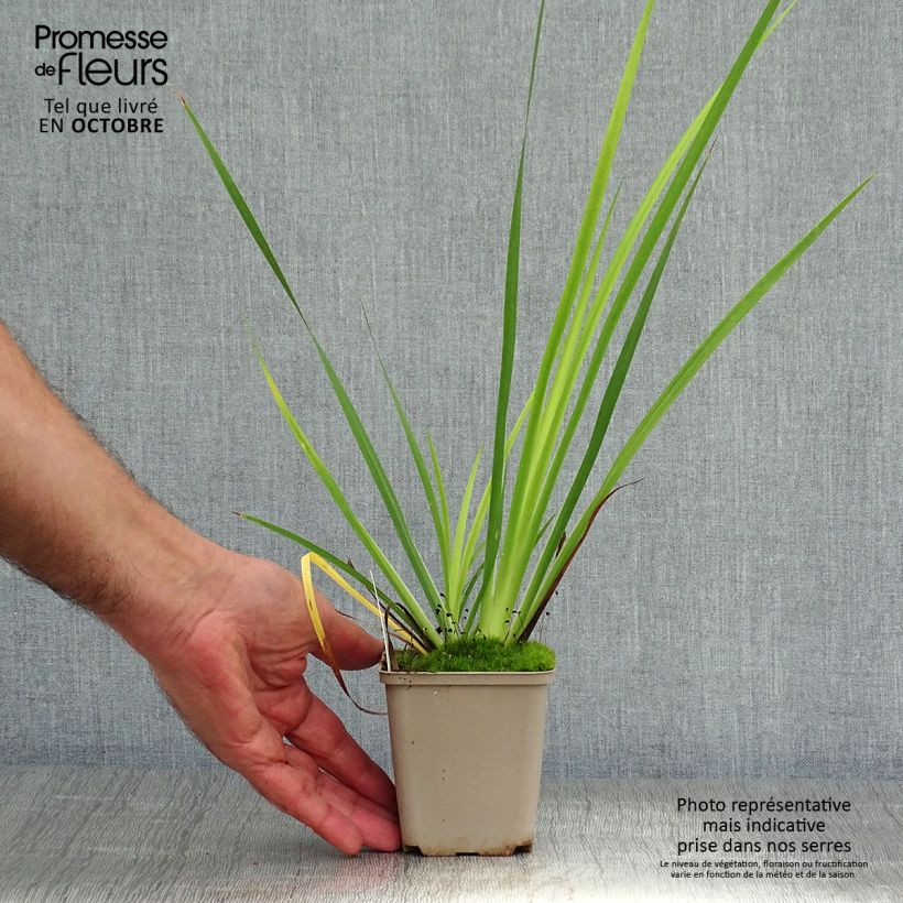 Spécimen de Libertia grandiflora  Godet de 8/9 cm tel que livré en automne