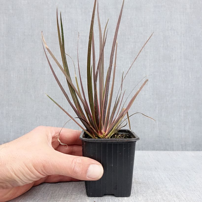 Example of Libertia ixioides Taupo Sunset - Iris de Nouvelle-Zélande Godet de 8/9 cm as you get in printemps