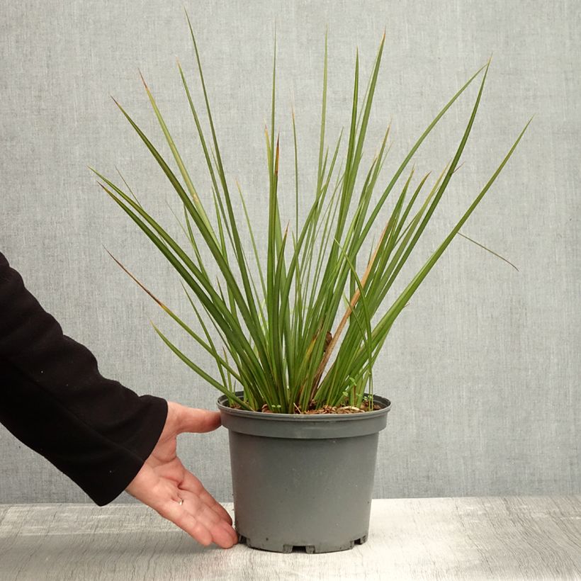 Spécimen de Libertia peregrinans Gold Leaf - Iris de Nouvelle-Zélande Pot de 3L/4L tel que livré en automne