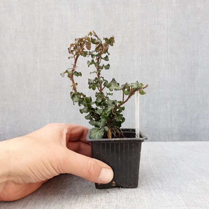 Example of Lierre arbustif - Hedera helix Conglomerata Godet de 8/9 cm as you get in printemps