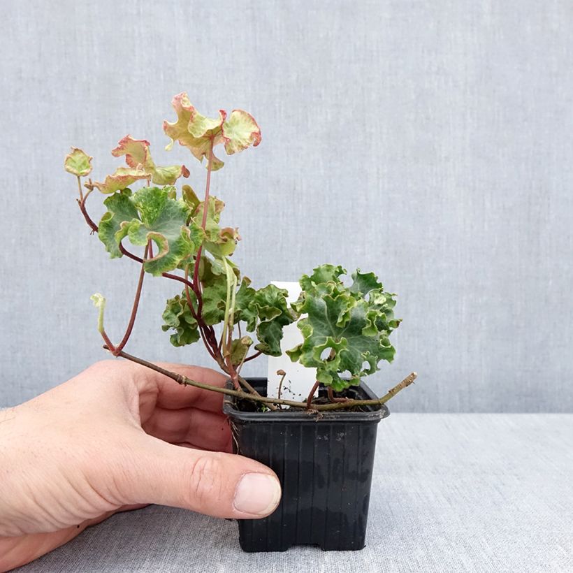 Spécimen de Lierre commun - Hedera helix Clotted Cream Godet de 8/9 cm tel que livré au printemps