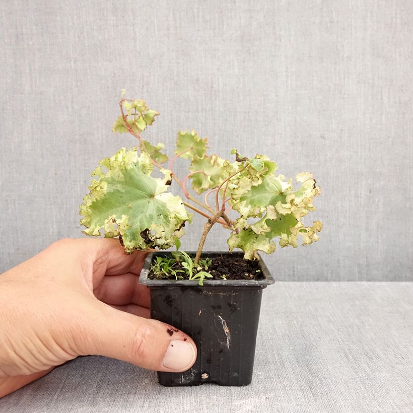 Spécimen de Lierre commun - Hedera helix Clotted Cream Godet de 8/9 cm tel que livré en automne
