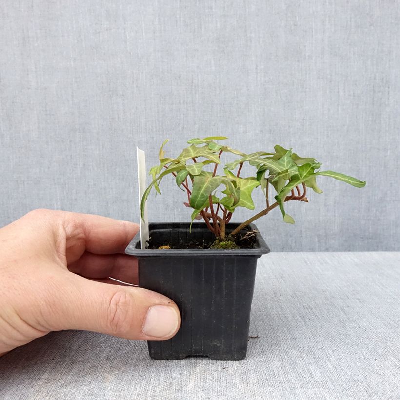 Spécimen de Lierre commun - Hedera helix Courage Godet de 8/9 cm tel que livré au printemps