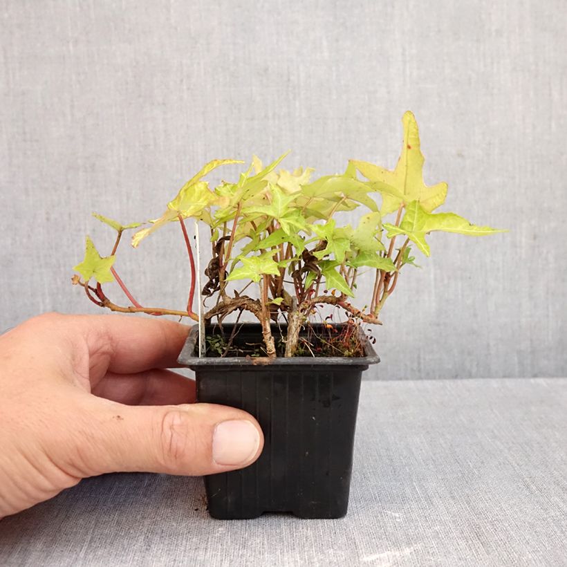 Spécimen de Lierre commun - Hedera helix Courage Godet de 8/9 cm tel que livré en automne