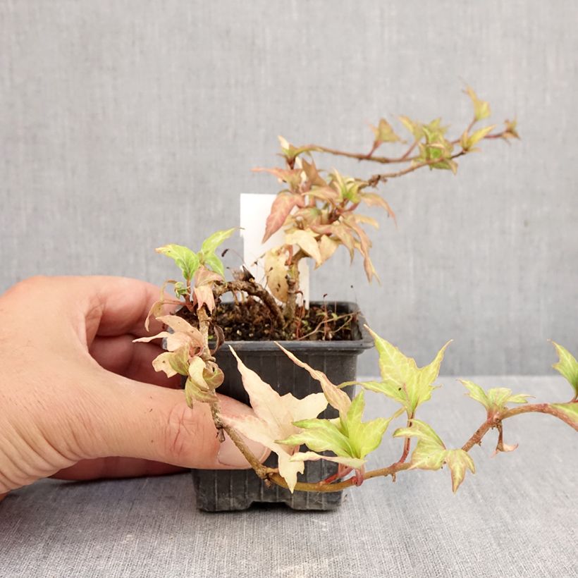 Spécimen de Lierre commun - Hedera helix Cross Switch Godet de 8/9 cm tel que livré en automne