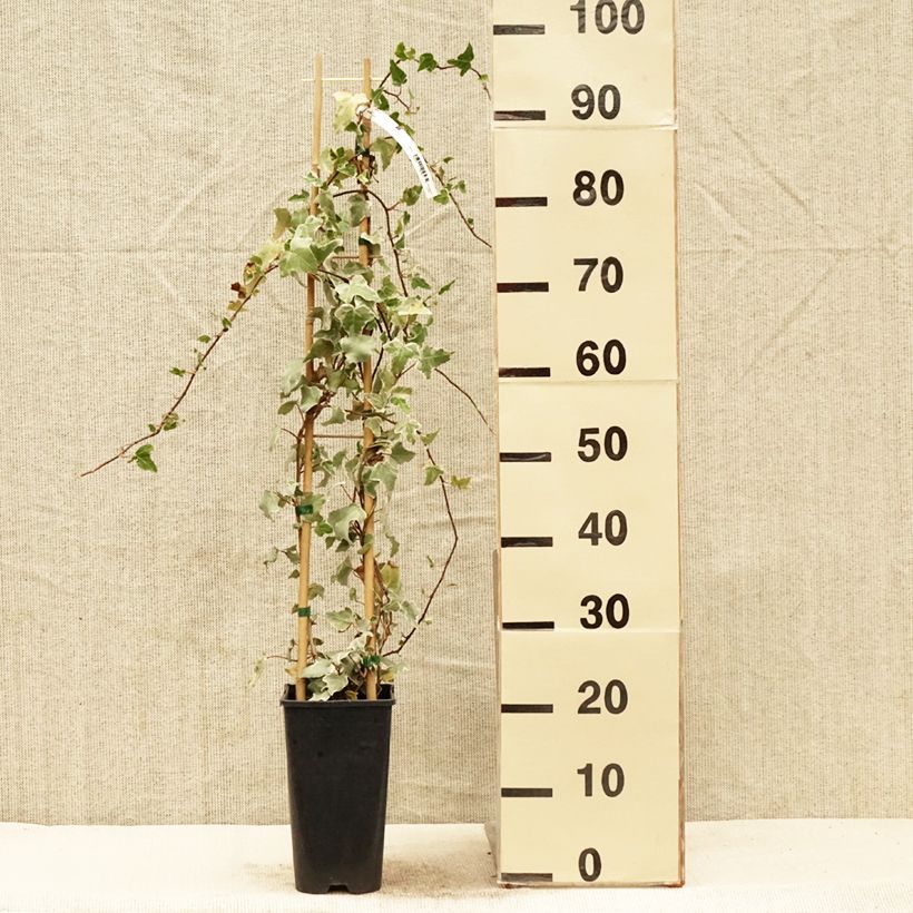 Example of Lierre commun - Hedera helix Eva Pot de 2L/3L as you get in printemps